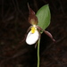 Mountain Lady's-Slipper - Photo (c) Dan and Raymond, some rights reserved (CC BY-NC-SA)