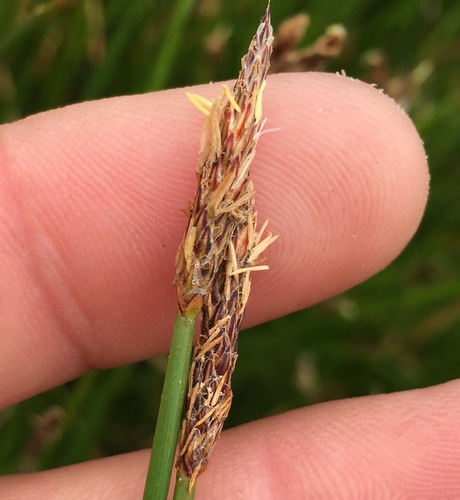 Image of Eleocharis macrostachya by (c) Adam J. Searcy, some rights reserved (CC BY)