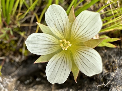 limnanthes pumila