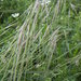 Nassella leucotricha - Photo (c) Todd Jackson,  זכויות יוצרים חלקיות (CC BY-NC), הועלה על ידי Todd Jackson