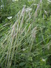 Texas Winter Grass - Photo (c) Todd Jackson, some rights reserved (CC BY-NC), uploaded by Todd Jackson