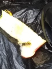 Vespula germanica