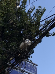 Corvus macrorhynchos