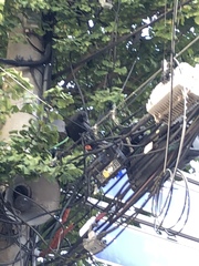 Corvus macrorhynchos