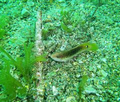 Austrolabrus maculatus