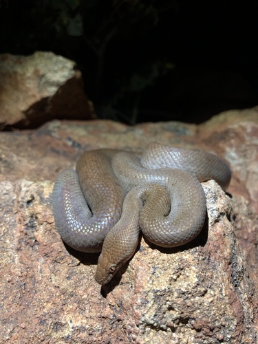 Pygmy Python