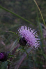 Cirsium japonicum australe