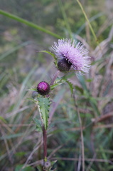 Cirsium japonicum australe