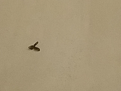 Clogmia albipunctata