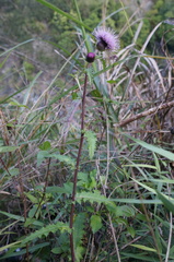 Cirsium japonicum australe