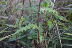 Cirsium japonicum australe