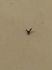 Clogmia albipunctata