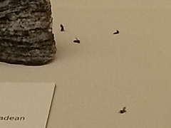 Clogmia albipunctata