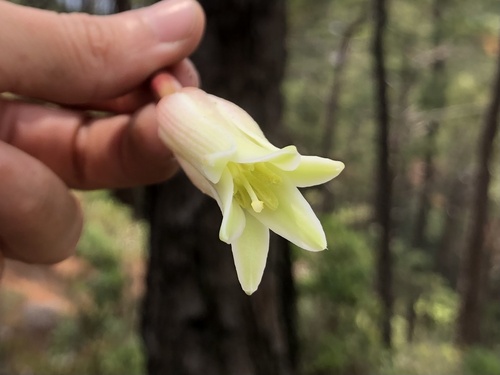 Beschorneria albiflora, photograph 4