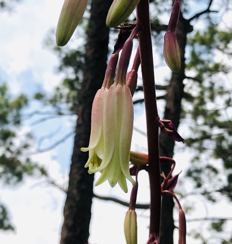 Beschorneria albiflora, photograph 3