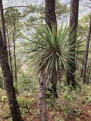 author not stated, no rights reserved Beschorneria albiflora, photograph author not stated, no rights reserved