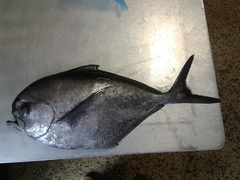 Pacific Pomfret photo 1