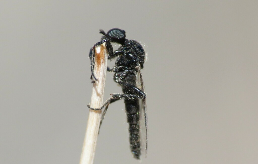 Bibiodes