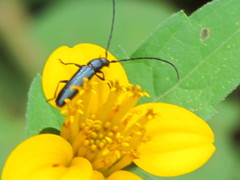 Ischnocnemis caerulescens