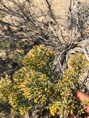 Xylothamia diffusa
