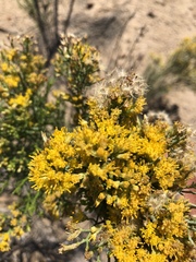 Xylothamia diffusa