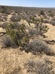 Xylothamia diffusa