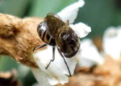 Copestylum chalybescens