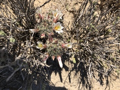 Mammillaria hutchisoniana louisae