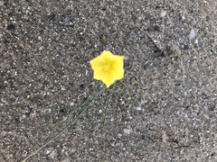 Zephyranthes longifolia