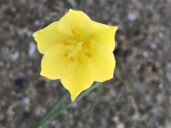 Zephyranthes longifolia