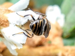 Copestylum chalybescens