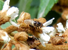 Copestylum chalybescens