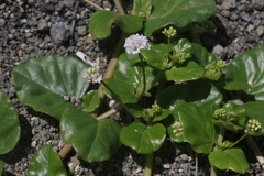 Boerhavia repens