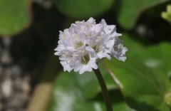 Boerhavia repens