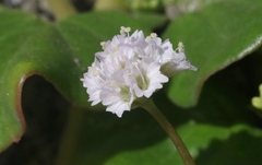 Boerhavia repens