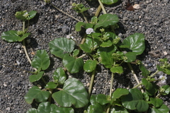 Boerhavia repens