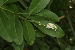 Citharexylum caudatum