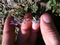 Streptanthus hispidus