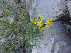 Coreocarpus arizonicus