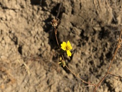 Calycadenia truncata