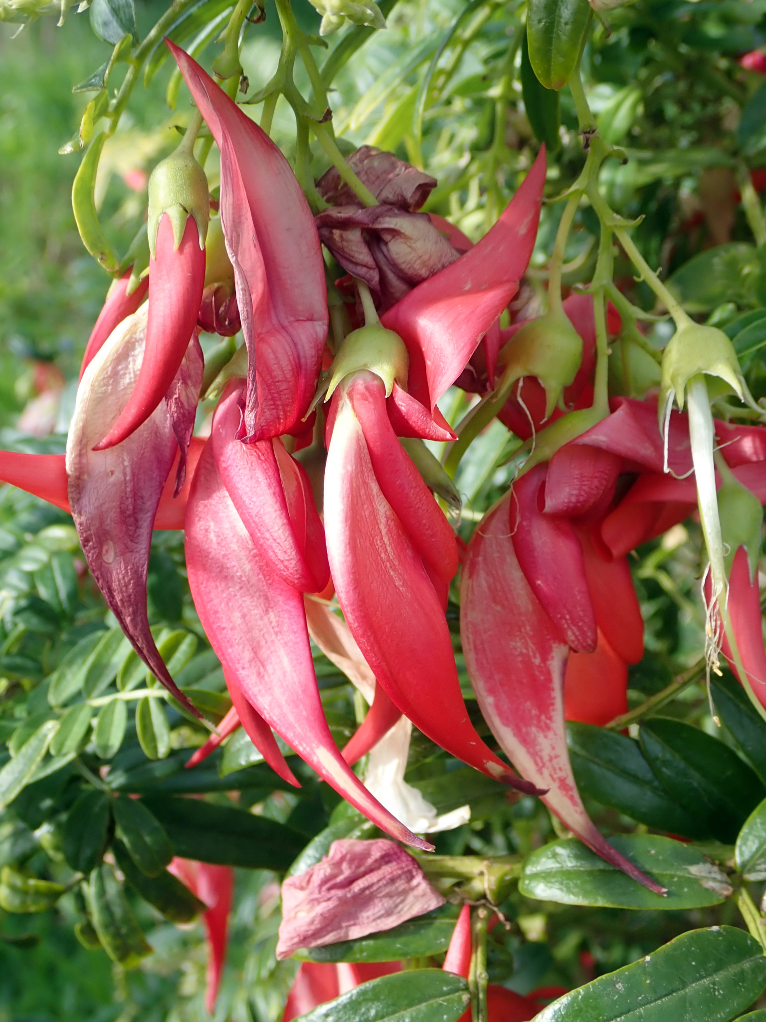 Clianthus puniceus