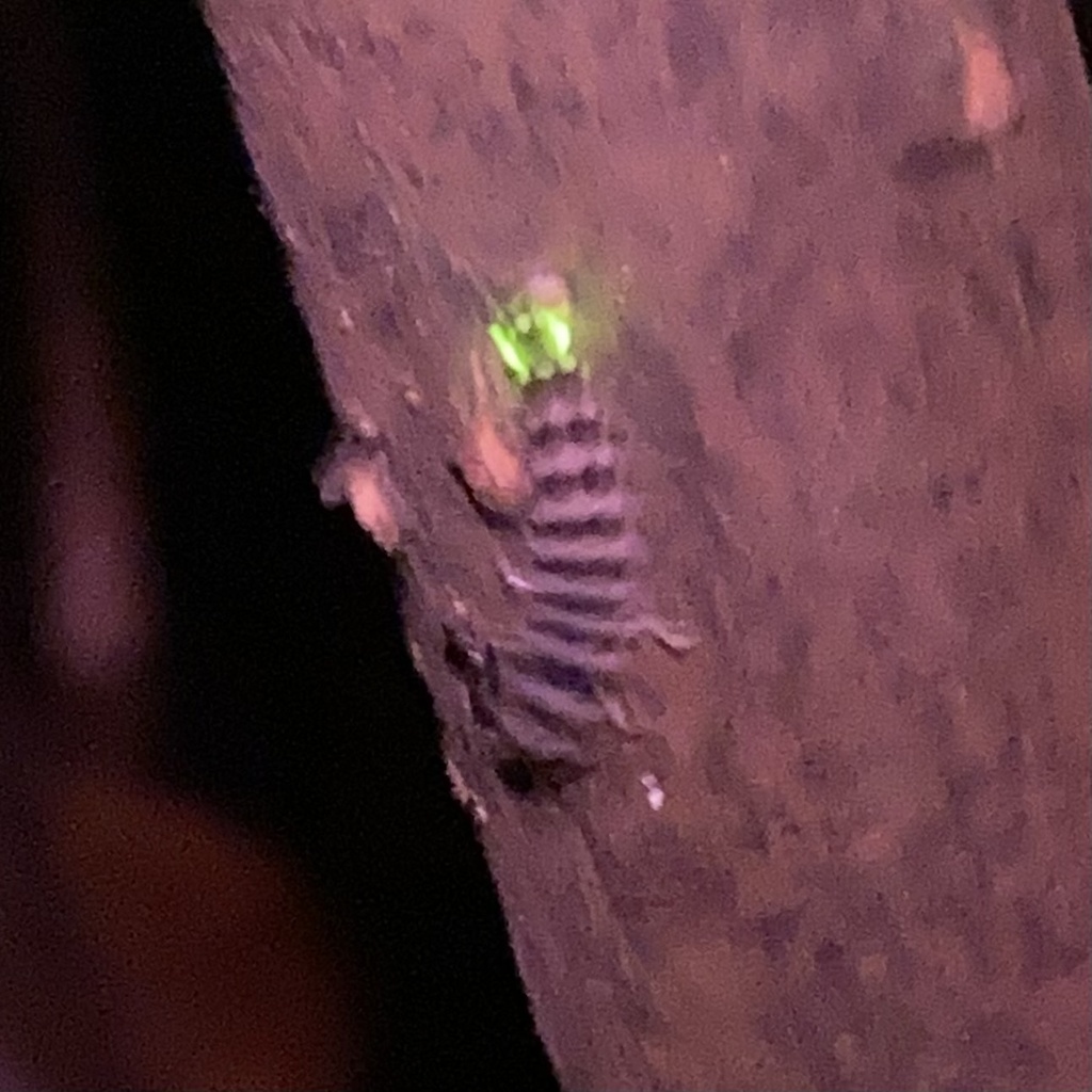 Florida Intertidal Firefly