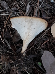 Clitocybe gibba image