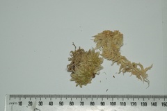 Sphagnum cristatum