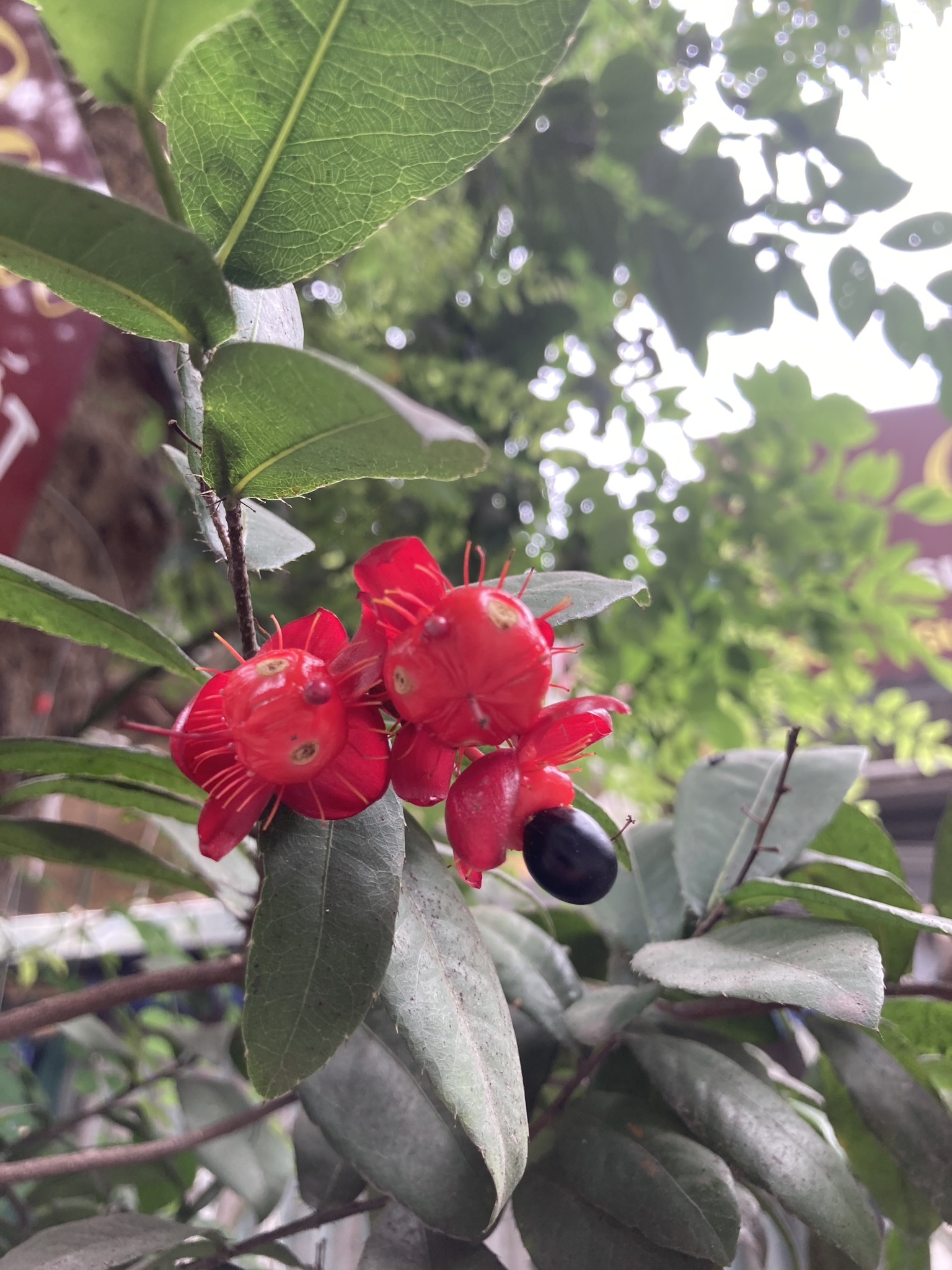 Ochna serrulata — ảnh 2