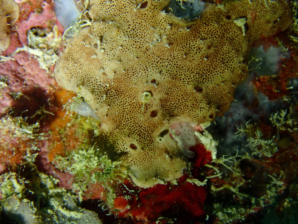 Chelonaplysilla from Malolo Island, Fiji on April 08, 2023 at 03:56 PM ...