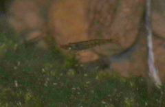 Neocaridina davidi