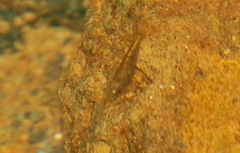Neocaridina davidi