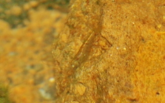 Neocaridina davidi