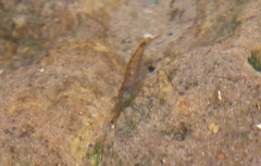 Neocaridina davidi